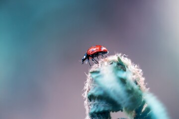 ladybug sitting on a green leaf
