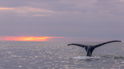 Humpback whales ( Megaptera novaeangliae ), the gentle giants of our ocean, displaying a wonderful and active behaviour in the Atlantic Ocean, in the Skaljfandi Bay, Husavik, Iceland.