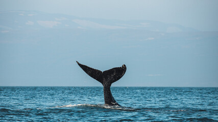 Humpback whales ( Megaptera novaeangliae ), the gentle giants of our ocean, displaying a wonderful...