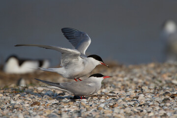 Flußseeschwalben (Sterna hirundo) beim Paarungsritual