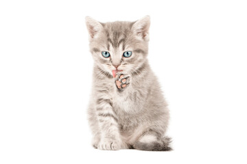 little gray kitten with blue eyes isolated