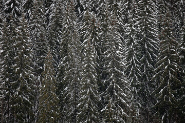 Pine trees covered with snow on the mountain slopes. Conifers in winter. Winter landscape.
