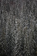 Pine trees covered with snow on the mountain slopes. Conifers in winter. Winter landscape.