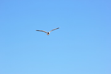 gaviota sobrevolando el mar bajo el cielo azul