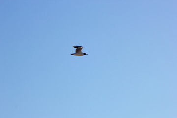 gaviota sobrevolando el mar bajo el cielo azul