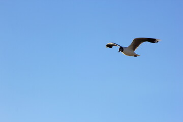 gaviota sobrevolando el mar bajo el cielo azul