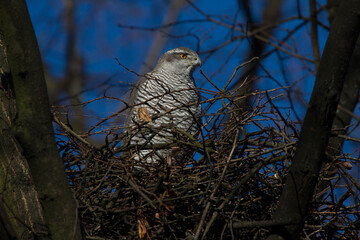 Habicht (Accipiter gentilis) am Horst