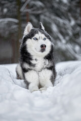 Siberian Husky dog black and white colour with blue eyes in winter forest.