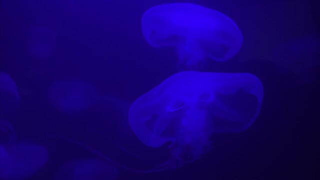 Jellyfish swims under water with blue background, sea life