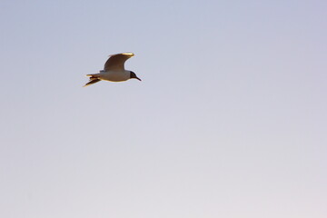 volando sobre el mar esta una gaviota