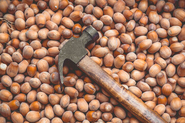 hazelnuts and nutcracker