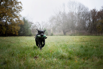 Czarny pies © Jagoda