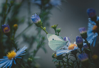 butterfly on a flower