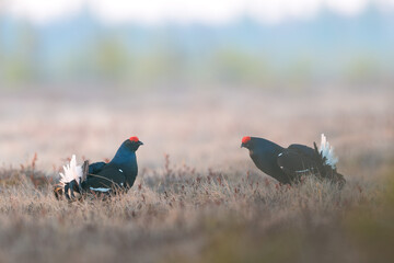 Black Grouse