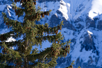 Beautiful mountain panorama with fir tree in the foreground at the Swiss Alps seen from Winteregg M&uuml;rren on a sunny winter day. Photo taken January 15th, 2022, Lauterbrunnen, Switzerland.