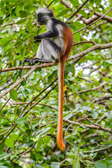 red colobus monkey sitting in a tree
