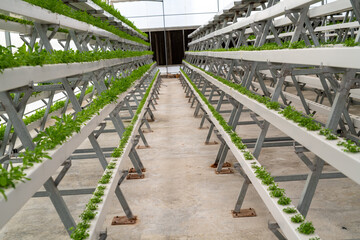 The fresh organic vegetable is grown using aquaponics or hydroponic farming.