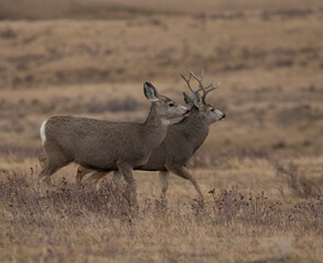Naklejka na ściany i meble Pair of Montana mule deer during mating season