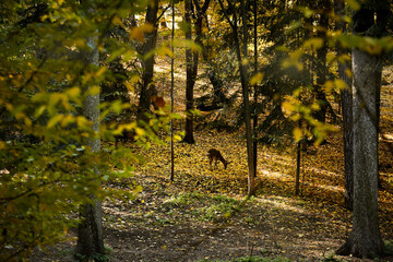 Reindeer in beautiful autumn forest