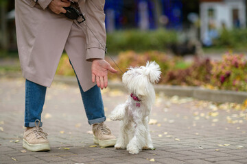 A small white dog walks with a woman owner in a city park.