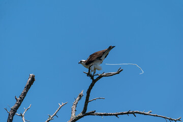 The Osprey (Pandion haliaetus)