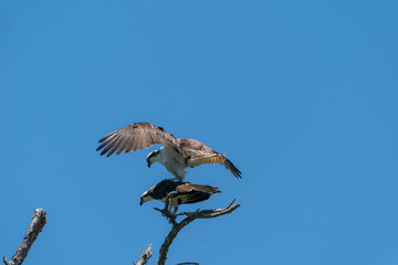 The osprey (Pandion haliaetus)
