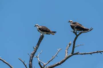 the western osprey (Pandion haliaetus)
