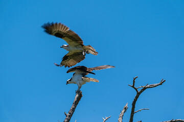 the western osprey (Pandion haliaetus)