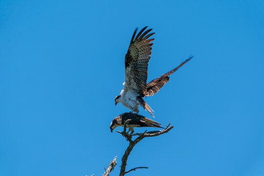 The Western Osprey (Pandion Haliaetus)