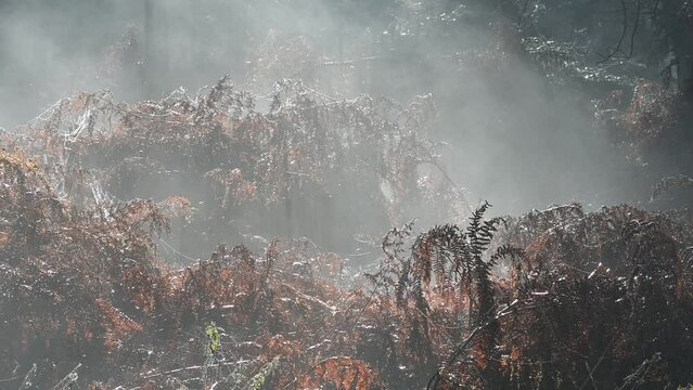Mist rising from undergrowth with bracken / eagle ferns (Pteridium aquilinum) in forest on a early frosty morning in autumn / fall