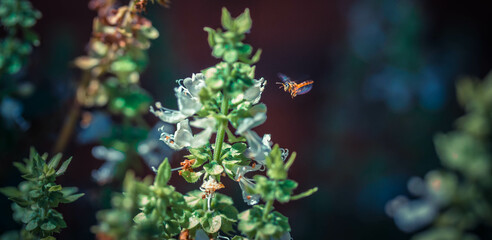 Bee flying between flowers and plants
