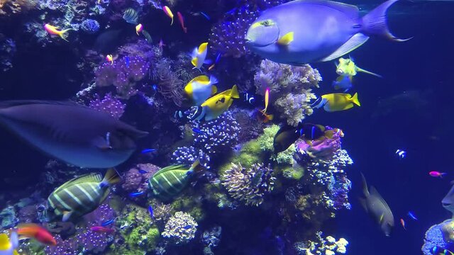 Colorful surgeonfish fishes of sea aquarium with coral reef. Foxface rabbitfish, Bluespine Unicornfish and Pyramid butterflyfish. Clownfish, Royal gramma, and Yellowfin Tang. Fishes of Red Sea.