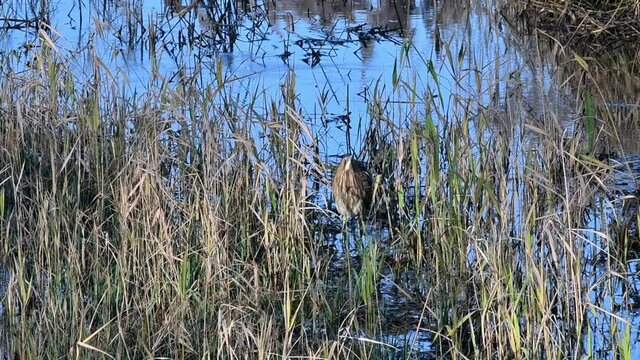 Eurasian bittern / great bittern (Botaurus stellaris) showing camouflage colours in reed bed of wetland