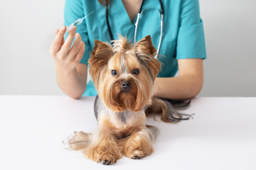 A small Yorkshire terrier dog at a veterinarian's appointment. The concept of caring for pets.