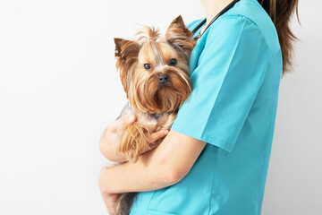 A small Yorkshire terrier dog at a veterinarian's appointment. The concept of caring for pets.