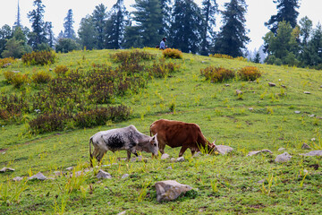 Fototapeta premium cows in a meadow
