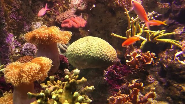 Aquarium with anemones in coral reef. Lyretail, Redbar and Bicolor Anthias and Bartlett's Anthias. Threadfin anthias and Sergeant major damsel.
