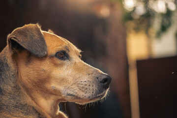 Dog pensative portrait in the house garden