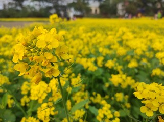Obraz premium field of yellow flowers