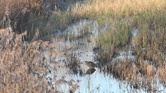 Eurasian bittern / great bittern (Botaurus stellaris) showing camouflage colours while foraging in reed bed of wetland