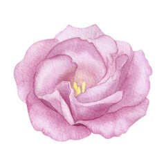 Vintage pink flower watercolor handmade illustration. Rose blossom. greeting, invitation, wedding, birthday card. Botanical floral design. Green leaves. Design elements or logo.