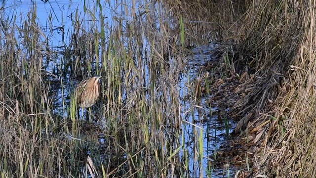 Eurasian bittern / great bittern (Botaurus stellaris) showing camouflage colours in reed bed of wetland