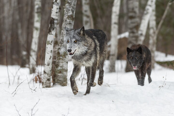 Fototapeta na wymiar Black Phase Grey Wolves (Canis lupus) Trot Forward From Woods Winter