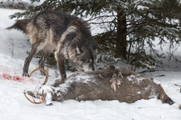 Black Phase Grey Wolf (Canis lupus) Sniffs at Side of Deer Carcass Winter
