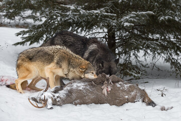 Black Phase and Grey Wolf (Canis lupus) at White-Tail Deer Carcass Winter