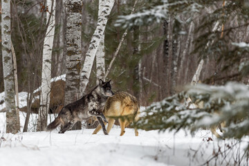 Black Phase Grey Wolf (Canis lupus) and Pack Run Through Woods Winter