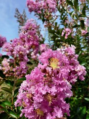 Pink and white flowers