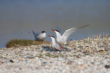 Flußseeschwalben (Sterna hirundo) beim Paarungsritual