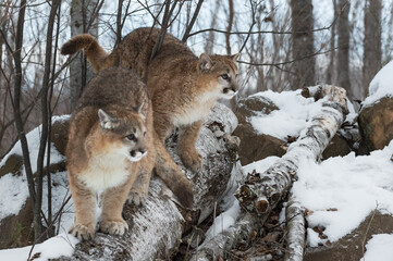 Female Cougars (Puma concolor) Look Out From ATop Trees Atop Rock Den Winter - obrazy, fototapety, plakaty