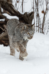 Naklejka premium Canadian Lynx (Lynx canadensis) Steps Forward Paw Up Winter